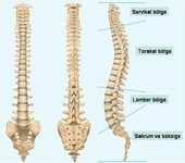 Omurilik Çatlaması Belirtileri ve Tedavisi