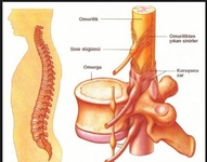 Omurilik Görevleri Nelerdir?