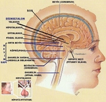 Omurilik Nerede Bulunur?