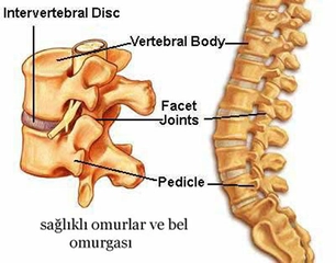 Omurilik Kırılması Belirtileri ve Tedavisi